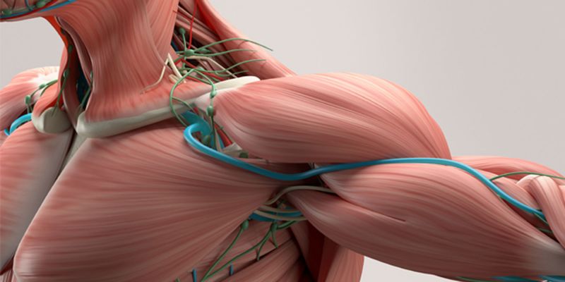 بافت عضلانی:muscle tissue